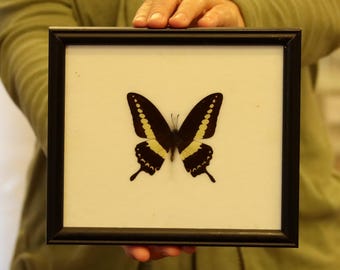 Real Butterfly Specimen Vintage Framed Dry-preserved Taxidermy Butterfly