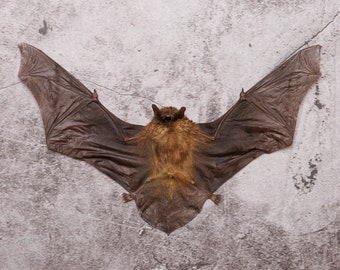 TWO (2) Bamboo Bat (Tylonycteris pachypus) | A1 Dry-preserved Specimen 6 Inch Wingspan (Non-CITES)