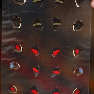 Butterfly Wings GLOSSY LAMINATED SHEET Real Ethically Sourced Specimens Moths Butterflies Wings for Art -- S9