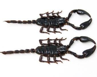 2 x Thai Black Scorpions (Heterometrus spinifer) SIZE M/L (120-160mm) A1 Entomology Taxidermy Specimens