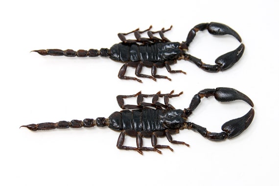 2 X Thai Black Scorpions (heterometrus Spinifer) SIZE M/L (120
