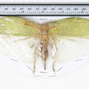 Katydid Insect Collection (Thailand) A1 Spread Specimen, Long-horned Grasshopper, Bush Cricket, Lot#42