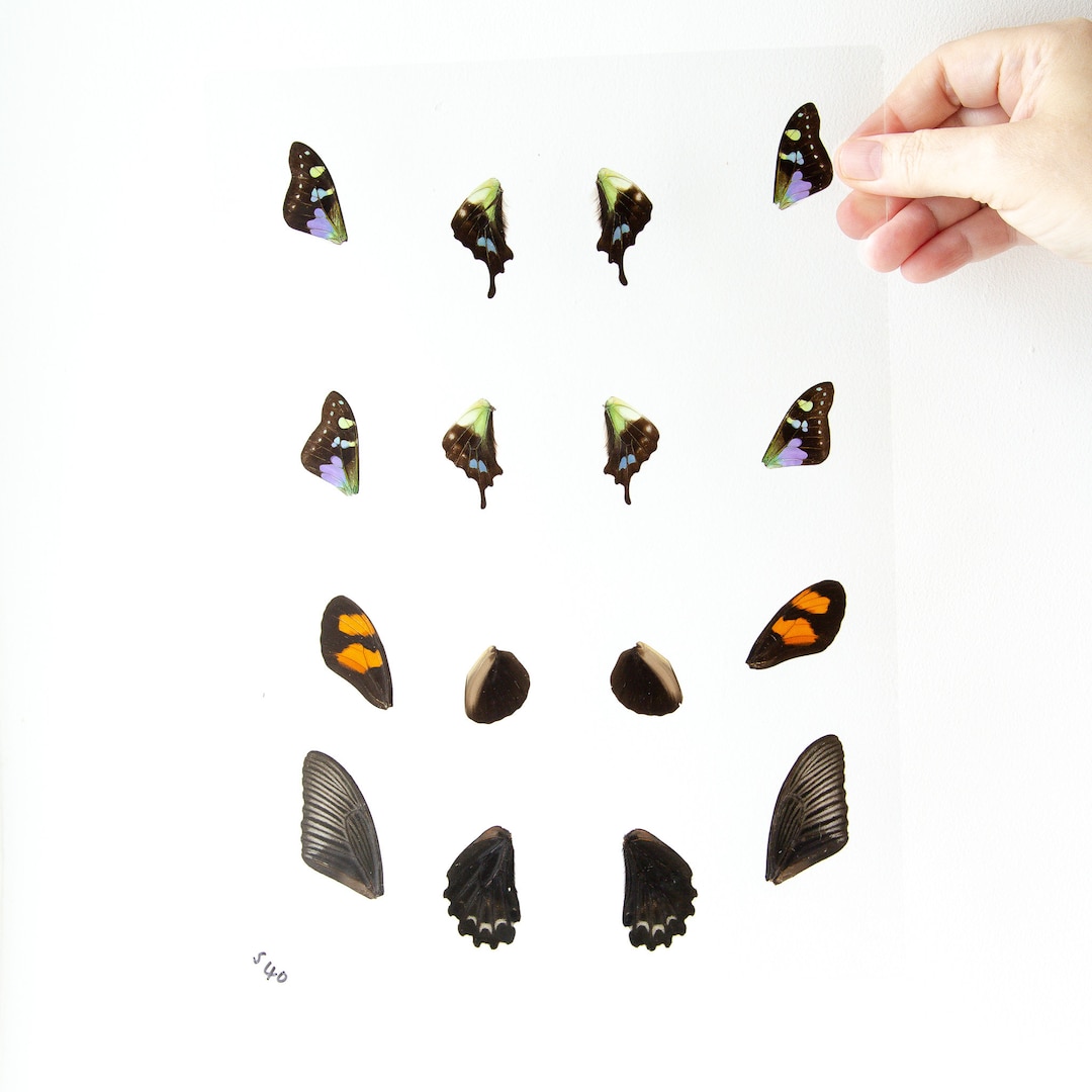 Butterfly Wings GLOSSY LAMINATED SHEET Real Ethically Sourced Etsy