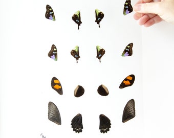 Butterfly Wings GLOSSY LAMINATED SHEET Real Ethically Sourced Specimens Moths Butterflies Wings for Art -- S40