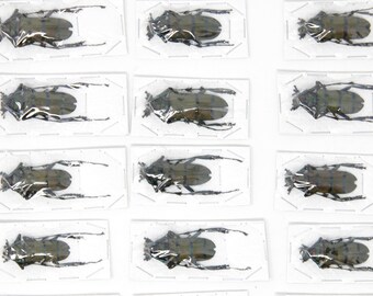 2 x Diostocera wallichi tonkinensis | Asian Long-horn Beetles | Insect Specimens for Entomology and Art