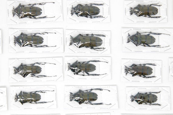 2 x Diostocera wallichi tonkinensis | アジア産カミキリムシ | 昆虫 