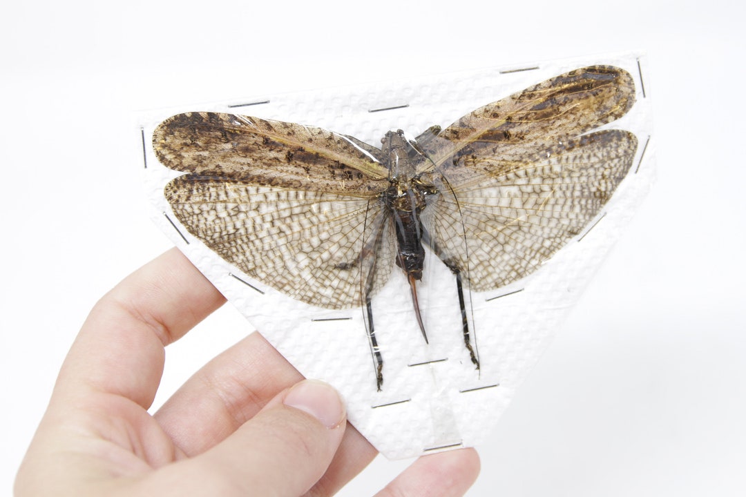 T*R様 珍品 キリギリス標本 T*R様 珍品 キリギリス標本 昆虫用品