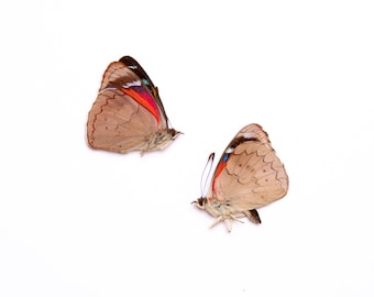 TWO (2) Perisama cecidas | A1 Real Dry-Preserved Butterflies | Unmounted Entomology Taxidermy Specimens