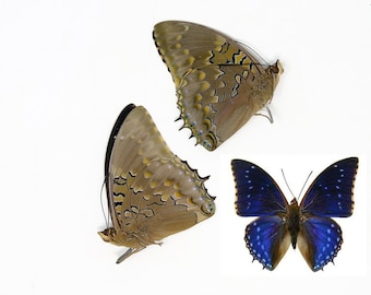 Two (2) Charaxes tiridates "African Blue" A1 Real Dry-Preserved Butterflies, Unmounted Entomology Taxidermy Specimens