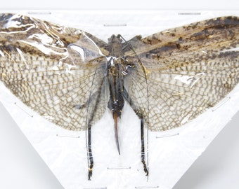 T*R様 珍品 キリギリス標本 タイ森林キリギリス（直翅目）実物保存標本、昆虫学剥製、昆虫