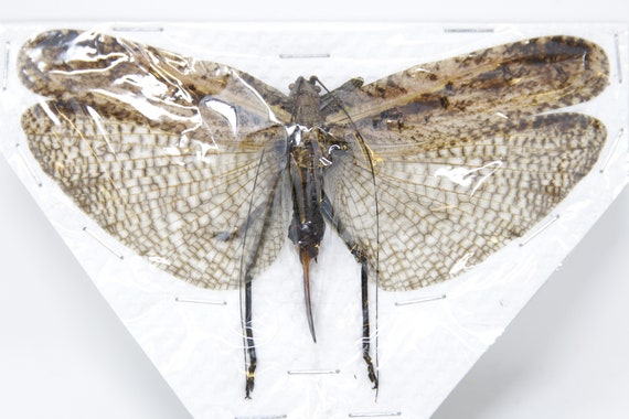 T*R様 珍品 キリギリス標本 T*R様 珍品 キリギリス標本 昆虫用品