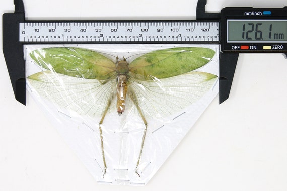 T*R様 珍品 キリギリス標本 T*R様 珍品 キリギリス標本