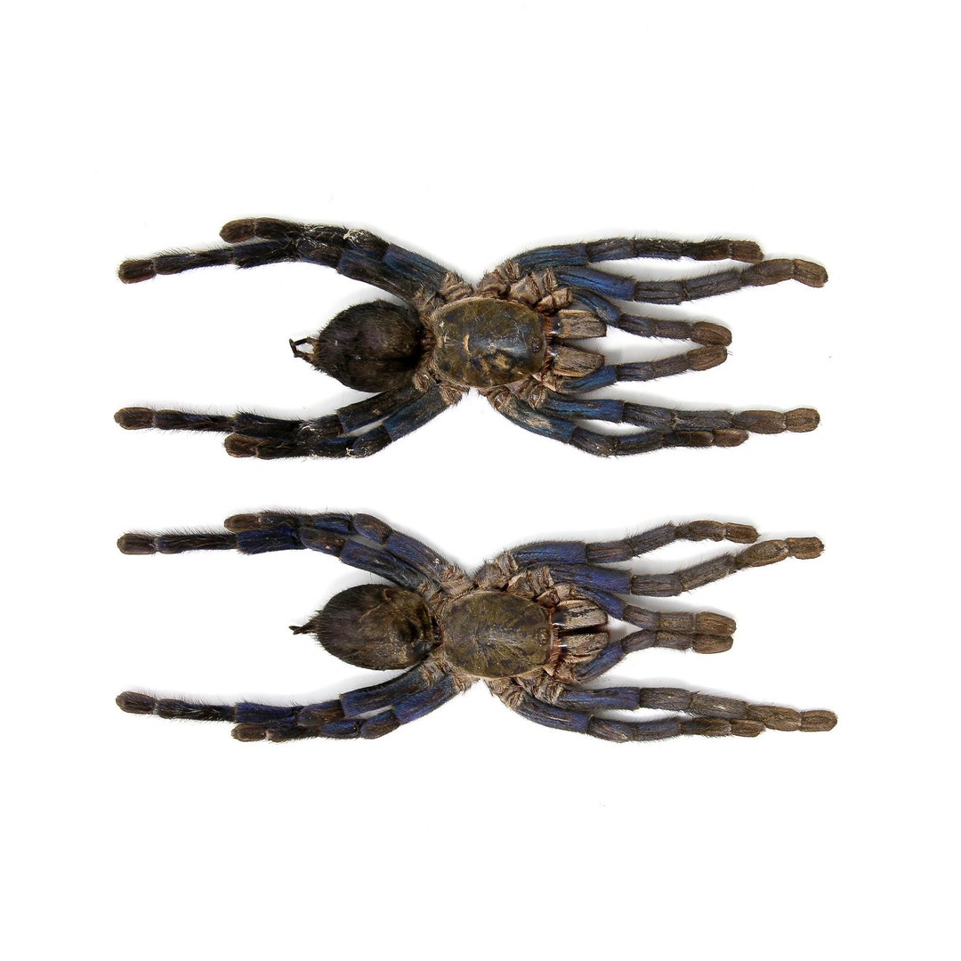 コバルトブルータランチュラ（Cyriopagopus lividus）2匹 140 mm