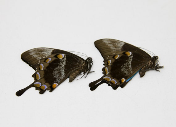 Morpho menelaus & Papilio ulysses 蝶の標本