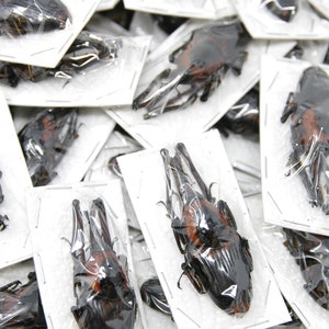 Pack of 10 Large Bamboo Weevils (Cyrtotrachelus buqueti) Ethical Insect Supplies for Artistic Creation