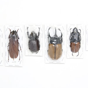Assorted Specimens Insect Collection (Thailand) A1 Unmounted Dried Beetles, Coleoptera LOT*154