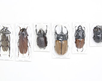 Assorted Specimens Insect Collection (Thailand) A1 Unmounted Dried Beetles, Coleoptera LOT*154