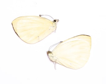 TWO (2) Indian Cabbage Whites (Pieris canidia) A1 Unmounted Real Butterflies