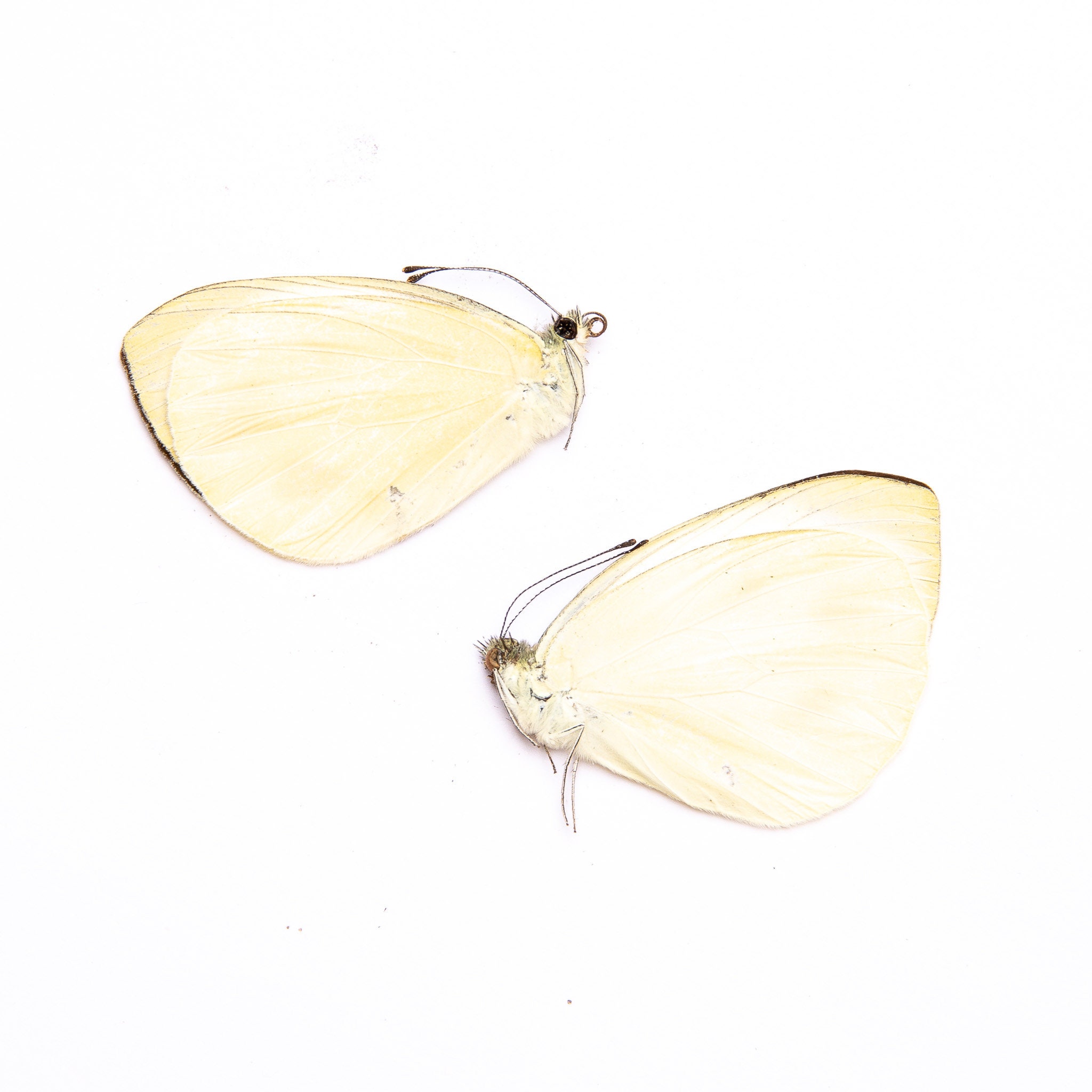 Two (2) Pieris candia, WHITE Butterflies, A1 Real Dry-Preserved Butter 