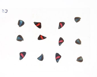 Laminated Sheet of Real Ethical Butterfly Wings for Art and Jewelry Making | A5 Glossy 80 mic 154 x 216mm (SKU: 8J)