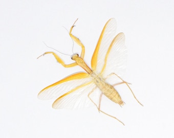 TWO (2) Yellow Praying Mantis (Hierodula membranacea) A1 Spread Specimens