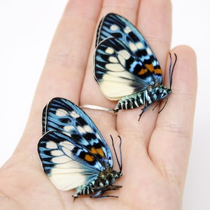 TWO (2) Erasmia pulchera | Metallic Day-flying Moths | Dry-preserved specimens