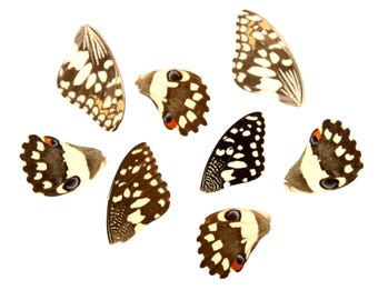 10 Lime Butterfly Loose Wings (Papilio demoleus) Real Wings for Artistic Creation