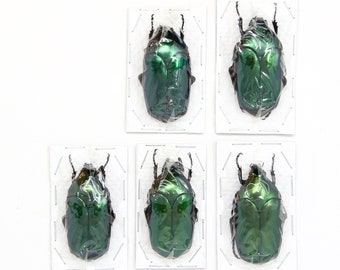 Assorted Specimens Insect Collection (Thailand) A1 Unmounted Dried Beetles, Coleoptera LOT*137