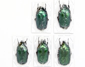 Assorted Specimens Insect Collection (Thailand) A1 Unmounted Dried Beetles, Coleoptera LOT*137