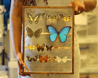 Antique Butterfly Glass Cased Display ex-London Natural History Museum’s Rothschild, Cockayne & Kettlewell Collection 38×29×6 cm (ROTH13)