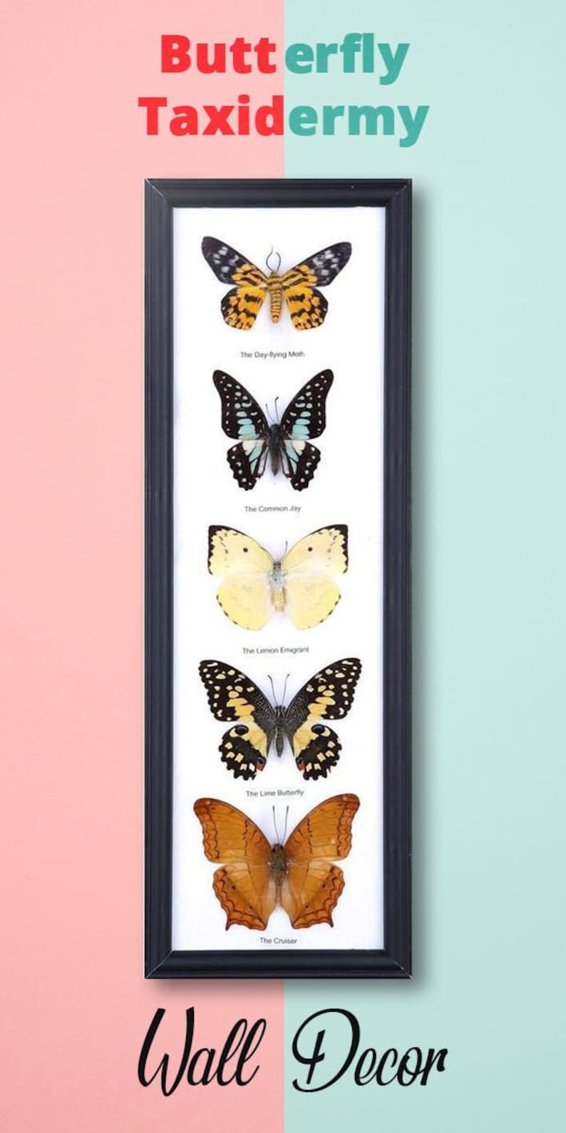 5 Butterflies Framed Ethical Butterfly Specimens Mounted Etsy UK