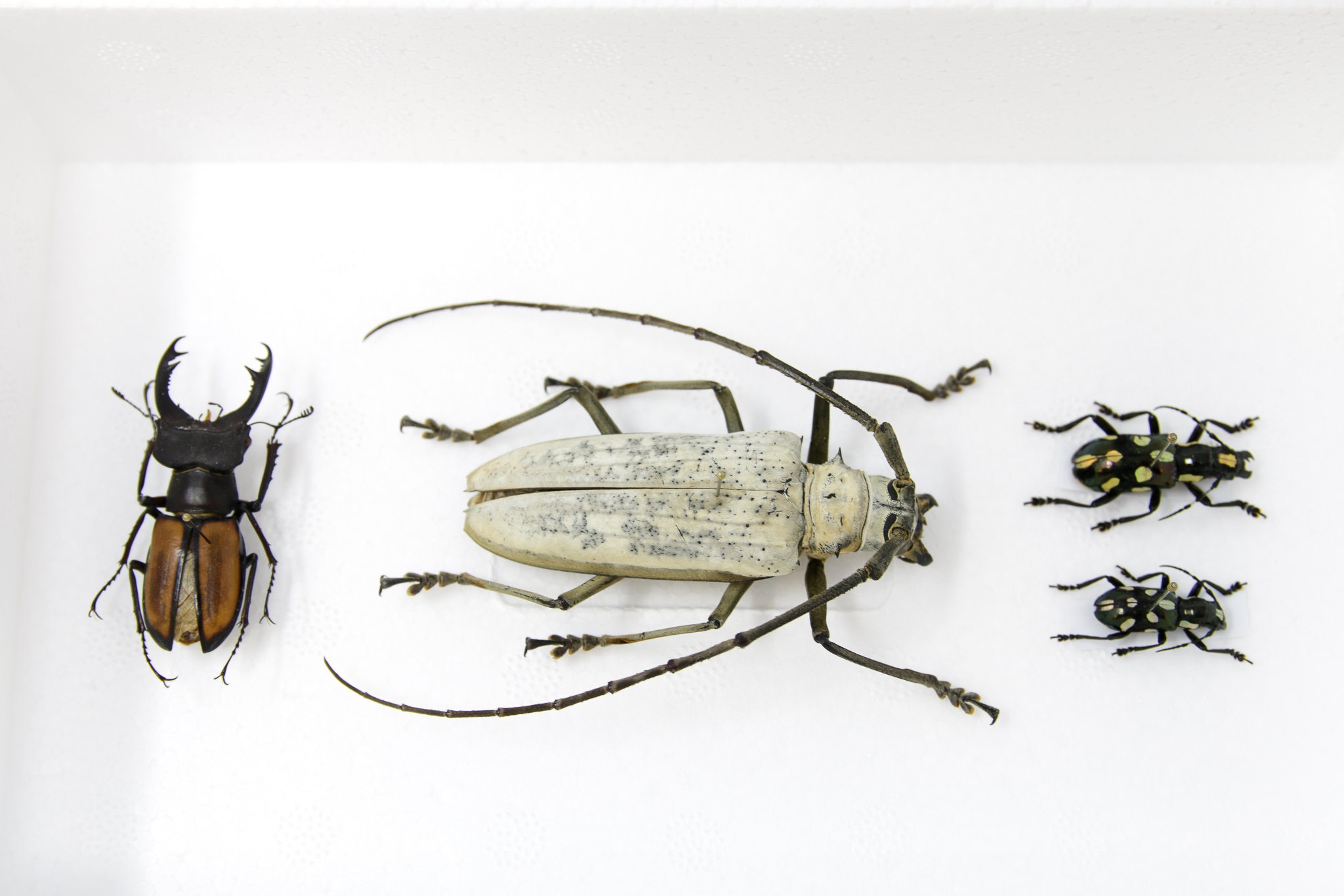A Collection of Real Longhorned Beetles (Coleoptera) inc. Scientific ...