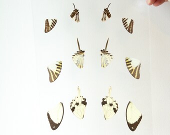 Butterfly Wings GLOSSY LAMINATED SHEET Real Ethically Sourced Specimens Moths Butterflies Wings for Art -- S74