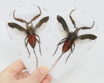 TWO (2) Red Water Scorpions (Laccotrephes pfeiferiae) SPREAD A1 Entomology Specimens
