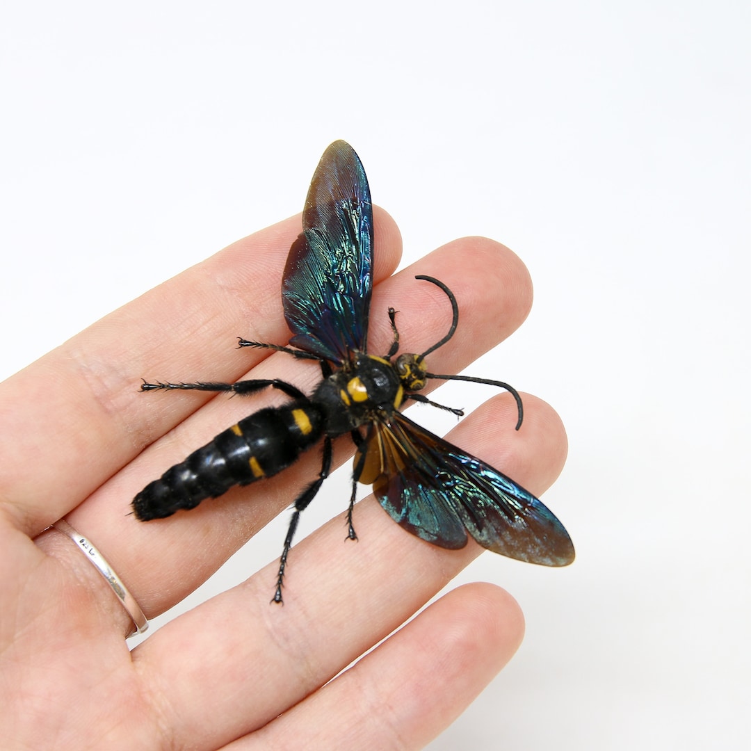 Giant Scoliid Wasp WINGS-SPREAD (megascolia Procer) Giant