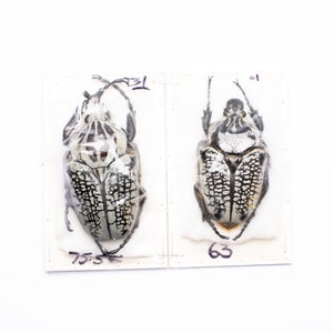 Un PAR de especímenes de entomología desmontados del escarabajo Goliat africano (Goliathus orientalis) A1