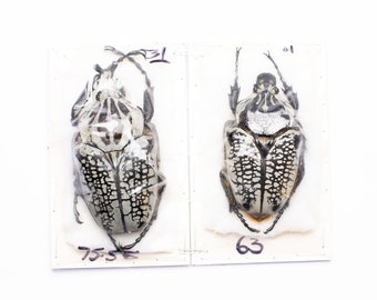 A PAIR of African Goliath Beetle (Goliathus orientalis) A1 Unmounted Entomology Specimens