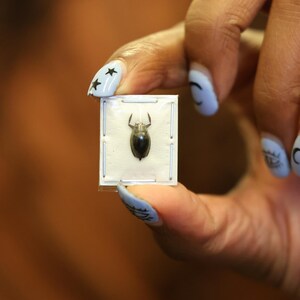 May include: A small, dark-coloured insect is displayed in a clear plastic frame. The frame is held by a person's hand with blue nail polish and black star designs.