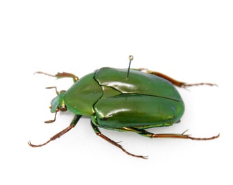 Psedochalcotha virens 32.2mm, Sumatra, A1 Real Beetle Pinned Set Specimen, Entomology Taxidermy #OC35