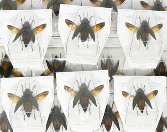 Lot of 5 (FIVE) SPREAD  Cyphogastra angulicollis, Jewel Beetles A1 Wings-open