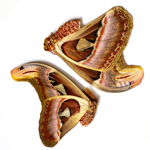 巨大アトラス蛾（Attacus atlas）A1/A1- 未マウント標本 10 個セット