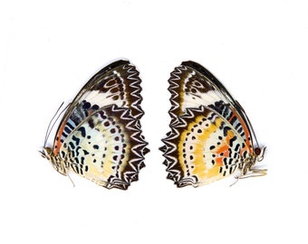May include: Close-up of a butterfly with brown, black, white, yellow, and orange wings. The butterfly is spread out with its wings open.