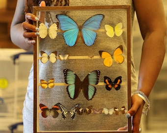 Antique Butterfly Glass Cased Display ex-London Natural History Museum’s Rothschild, Cockayne & Kettlewell Collection 38×29×6 cm (ROTH10)