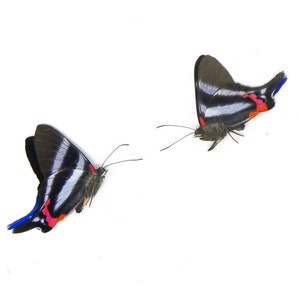DOIS (2) Rhetus dysonii | A marca metálica azul | Espécimes de borboletas preservados a seco