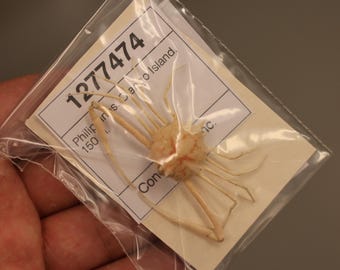 Leucosiidae Crab Specimen (Arcania undecimspinosa) Philippines, Sea-life (1277474)