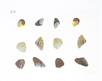 Laminated Sheet of Real Ethical Butterfly Wings for Art and Jewelry Making | A5 Glossy 80 mic 154 x 216mm (SKU: 2J)