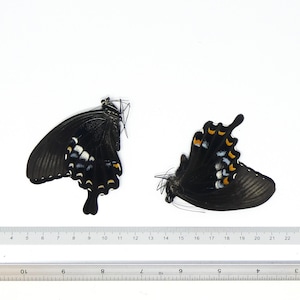 ZWEI (2) Papilio fuscus fuscus | Canopus Schwalbenschwanz | Trocken konservierte Insekten Specimen