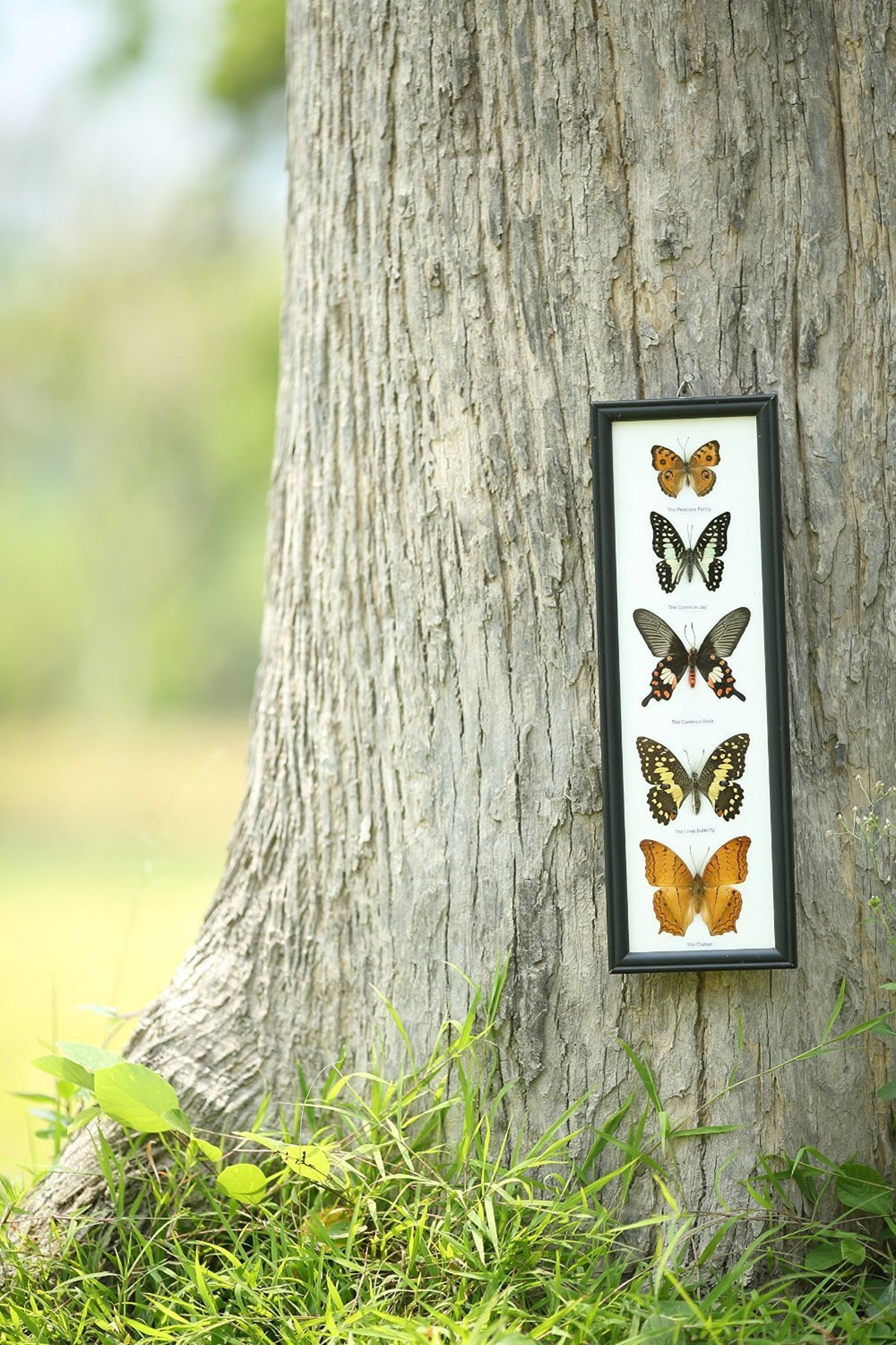 5 Butterflies Framed Ethical Butterfly Specimens Mounted Etsy UK