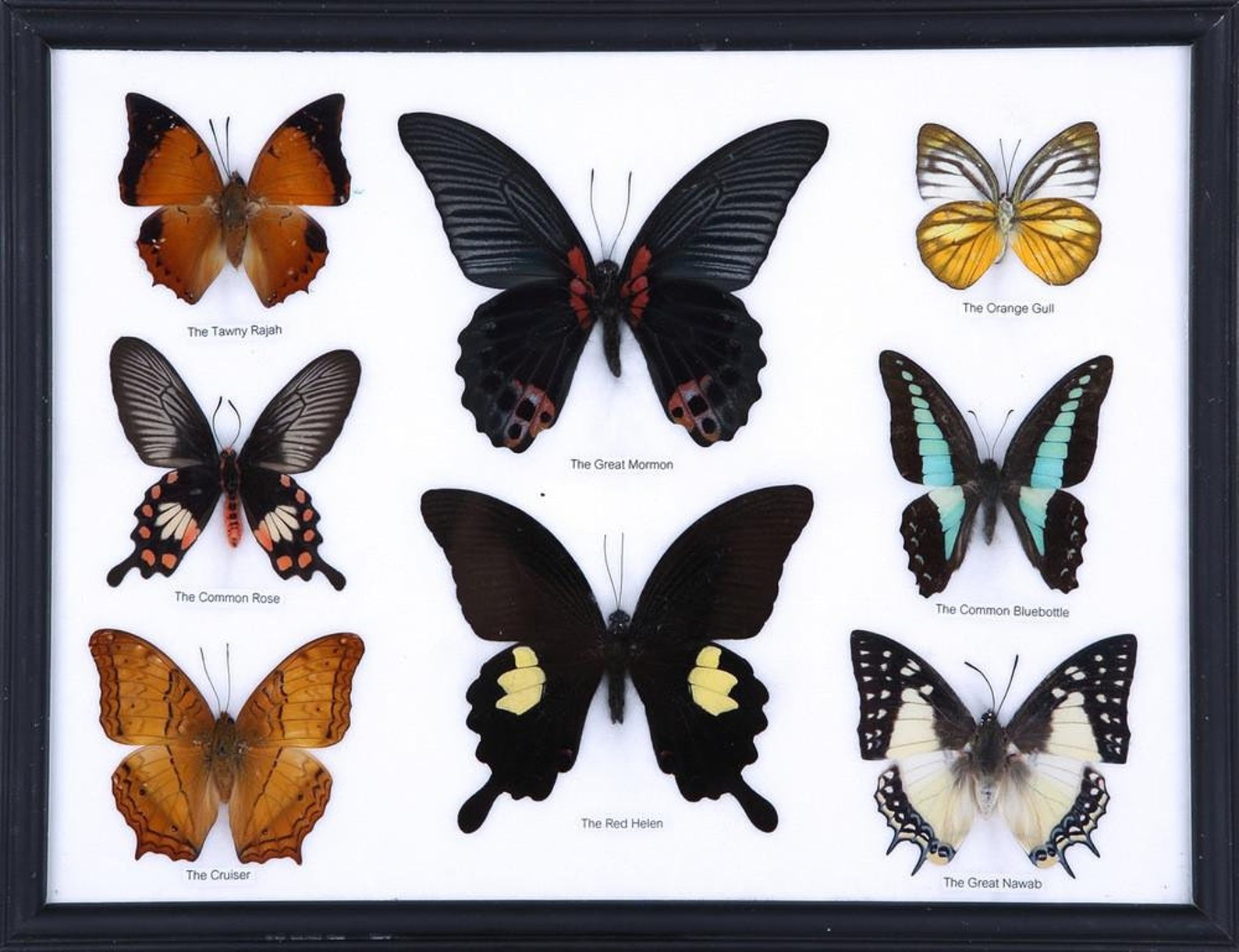 Eight (8) Mystery Framed Butterflies | Assorted Butterfly Species ...