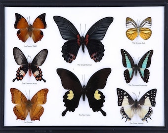 Framed Insect Taxidermy